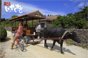 石垣島｜いやささ｜LULU