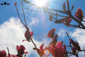 阿里山+奮起湖一日遊