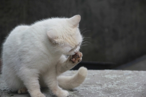 新手初貼~傷眼照(猴硐)