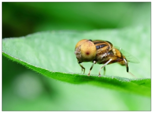 倒轉微距~斑眼食蚜蠅