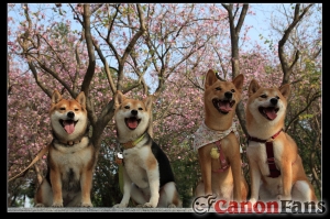 可愛的柴犬再一張