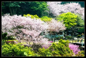三芝三板橋櫻花美景