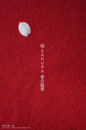 京都印象~櫻