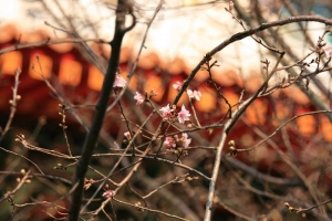 2008/03/07淡水無極天元宮花況