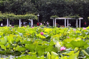 荷花池晨景