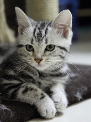 重回單眼第一貼！！我家的貓咪！