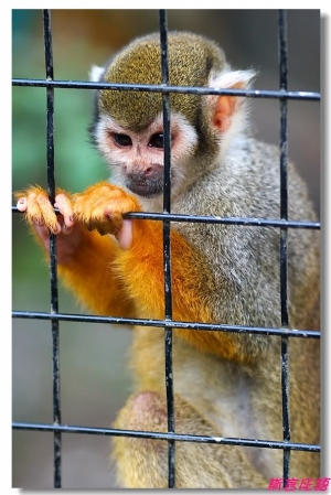 135F2L之動物習拍