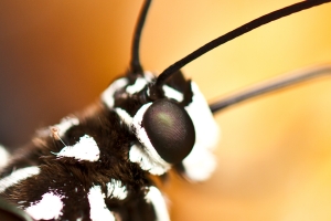 花蝴蝶 Macro