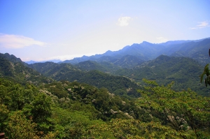 賞桐趣~關西彩和山