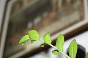 EF 50 F1.8隨拍
