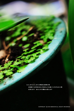 淚雨