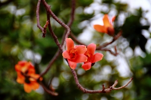 木棉花與綠繡眼