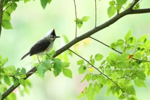 清境打鳥-小小白IS