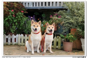柴柴之新屋花海農場半日遊