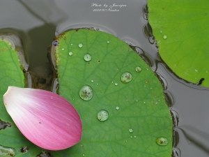 中興興村荷花季