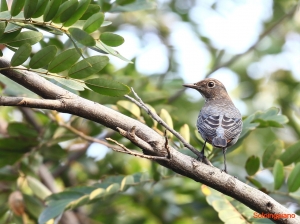 那呢！？搜尋油壓雲台只得到四條？