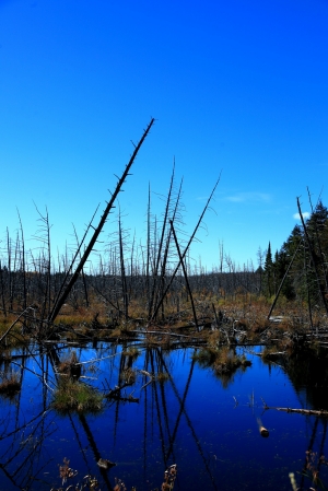 感受加拿大秋天 @ Algonquin Provincial Park