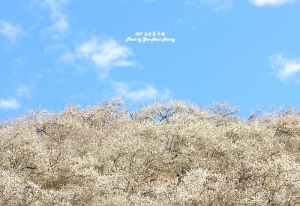 2012-南投烏松崙-冬梅