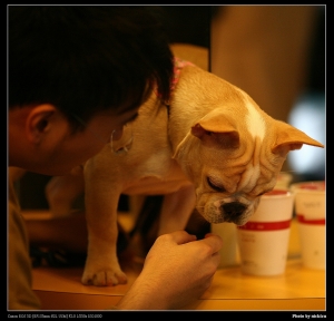 億華驚見法國鬥牛犬(135L)