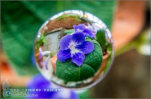 宙玉．士林官邸新蘭亭．苦苣苔科植物展