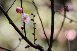 【南京‧國際梅花節】