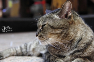 【 神貓使者 】 台北_三重義天宮