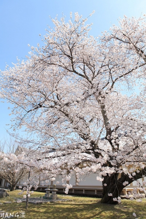 京都醍醐寺part2