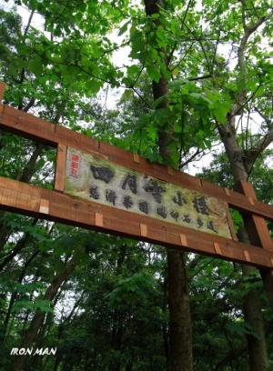 春與油桐花の邂逅