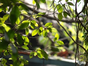 牛肉麵街的芳鄰
