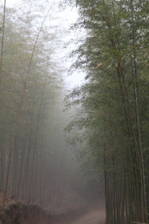 又霧又雨的天梯
