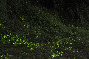 汐止‧螢火蟲天堂[4/30加映五張]