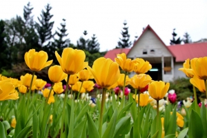 想念鬱金香 - 桃源仙谷