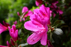 校園也有花季喔