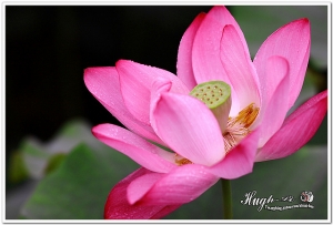 中興新村賞荷之美