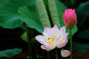 2019第一回『荷』