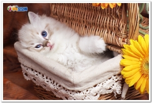 名模生死鬥之小貓當自強