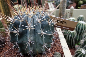 ++ 好銳利啊 2010花博(一張流) ++