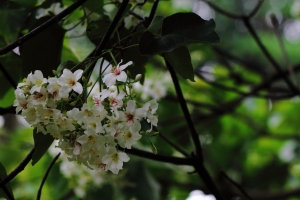 東勢林場 油桐花 蜘蛛 蜜蜂 螢火蟲