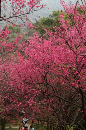 太極嶺 櫻花