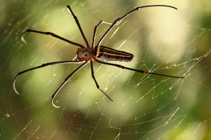 六福村之旅_花草昆蟲篇