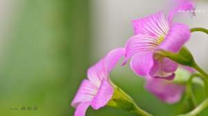 紅色幸運酢漿草 年年鴻願好運到