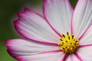 3顆L鏡~~換來美麗的大寮花海