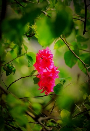老鏡拍花練習..CZJ135/3.5