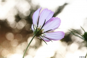 拍得很無奈之士林官邸波斯菊~~By 好攝客