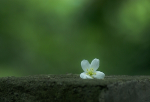 多項式小花集合