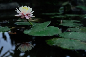 大溪 ~ 簡單生活而美麗