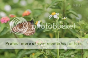 雜生態~南極熊的生態記~39