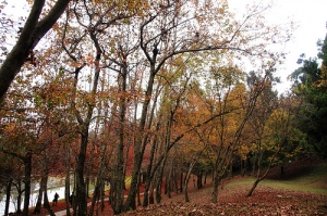 一個人旅行...小瑞士花園