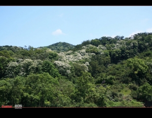 龍潭小粗坑古道賞桐花