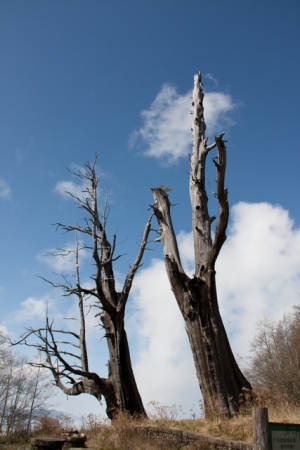 草坪頭櫻花&新中橫夫妻樹